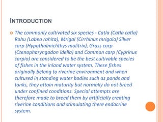 INTRODUCTION
 The commonly cultivated six species - Catla (Catla catla)
Rohu (Labeo rohita), Mrigal (Cirrhinus mrigala) Silver
carp (Hypothalmichthys molitrix), Grass carp
(Ctenopharyngodon idella) and Common carp (Cyprinus
carpio) are considered to be the best cultivable species
of fishes in the inland water system. These fishes
originally belong to riverine environment and when
cultured in standing water bodies such as ponds and
tanks, they attain maturity but normally do not breed
under confined conditions. Special attempts are
therefore made to breed them by artificially creating
riverine conditions and stimulating there endocrine
system.
 