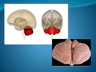 Cerebellum.ppt