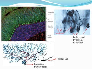 Basket made
By axon of
Basket cell
Basket Cell
basket on
Purkinje cell
 