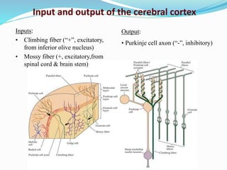 Inputs:
• Climbing fiber (“+”, excitatory,
from inferior olive nucleus)
• Mossy fiber (+, excitatory,from
spinal cord & brain stem)
Output:
• Purkinje cell axon (“-”, inhibitory)
Input and output of the cerebral cortex
 