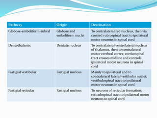 The Efferent Cerebellar PathwaysPathway Origin Destination
Globose-emboliform-rubral Globose and
emboliform nuclei
To contralateral red nucleus, then via
crossed rubrospinal tract to ipsilateral
motor neurons in spinal cord
Dentothalamic Dentate nucleus To contralateral ventrolateral nucleus
of thalamus, then to contralateral
motor cerebral cortex; corticospinal
tract crosses midline and controls
ipsilateral motor neurons in spinal
cord
Fastigial vestibular Fastigial nucleus Mainly to ipsilateral and to
contralateral lateral vestibular nuclei;
vestibulospinal tract to ipsilateral
motor neurons in spinal cord
Fastigial reticular Fastigial nucleus To neurons of reticular formation;
reticulospinal tract to ipsilateral motor
neurons to spinal cord
 