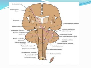 Cerebellum.ppt