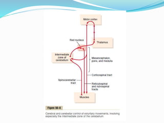 Cerebellum.ppt