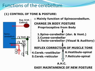 (1) CONTROL OF TONE & POSTURE:
Spino-
cerebellum
Sup. & Inf.
Colliculi
Vesti. Nu.
R.F.
1
2
4
5
6
7
o Mainly function of Spinocerebellum.
CHANGE IN BODY POSTURE
Proprioceptive from Body
2.Cuneo-cerebellar
1.Spino-cerebellar (dor. & Vent.)
REFLEX CORRECTION OF MUSCLE TONE
EASY MAINTANENCE OF NEW POSTURE
3.Tecto-cerebellar (Visual & Auditory)
4.Cereb.-vestibular
5.Cereb.-reticular
6.Vestibulo-spinal
7.Reticulo-spinal
A.H.C.
Functions of the cerebellum
 