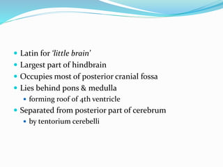  Latin for ‘little brain’
 Largest part of hindbrain
 Occupies most of posterior cranial fossa
 Lies behind pons & medulla
 forming roof of 4th ventricle
 Separated from posterior part of cerebrum
 by tentorium cerebelli
 