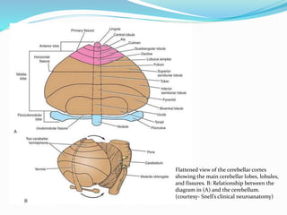 Flattened view of the cerebellar cortex
showing the main cerebellar lobes, lobules,
and fissures. B: Relationship between the
diagram in (A) and the cerebellum.
(courtesy- Snell’s clinical neuroanatomy)
 