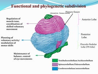 Functional and phylogenetic subdivision
Regulation of
muscle tone,
coordination of
skilled voluntary
movement
Planning of
voluntary activity/
modulation of
motor skills
Maintenance of
balance, control
of eye movements
Vestibulocerebellum/Archicerebellum
Spinocerebellum/Paleocerebellum
Cerebrocerebelum/neocerebellum
Anterior Lobe
Posterior
Lobe
Flocculo-Nodular
Lobe (FN lobe)
Primary fissure
 