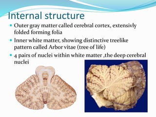 Internal structure
 Outer gray matter called cerebral cortex, extensivly
folded forming folia
 Inner white matter, showing distinctive treelike
pattern called Arbor vitae (tree of life)
 4 pairs of nuclei within white matter ,the deep cerebral
nuclei
 