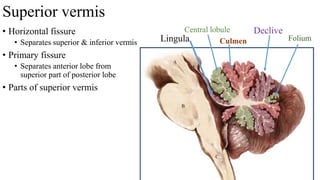 • Horizontal fissure
• Separates superior & inferior vermis
• Primary fissure
• Separates anterior lobe from
superior part of posterior lobe
• Parts of superior vermis
Lingula
Central lobule
Superior vermis
Culmen
Declive
Folium
 