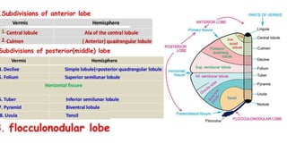 cerebellum.pptx