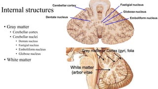 Internal structures
• Gray matter
• Cerebellar cortex
• Cerebellar nuclei
• Dentate nucleus
• Fastigial nucleus
• Emboliform nucleus
• Globose nucleus
• White matter
 