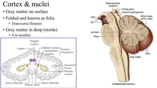 Cortex & nuclei
• Grey matter on surface
• Folded and known as folia
• Transverse fissures
• Grey matter in deep (inside)
• 4 in number
 