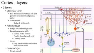 Cortex - layers
• 3 layers
• Molecular layer
• Has dendrites of Purkinje cell and
parallel fibres (axons of granule
cells)
• Neurons are
• Basket & stellate cells
• Purkinje layer
• Single row of Purkinje cells
• Dendrites synapse with
• Stellate, basket neurons
• Parallel fibre of granule cells
• Climbing fibres
• Axons
• Only cortex neurons contact with
intracerbellar nuclei
• Granular layer
• Golgi, granule
 