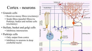 Cortex - neurons
• Granule cells
• Receives mossy fibres (excitatory)
• Sends fibres (parallel fibres) to
Purkinje, basket and stellate cells
(excitatory)
• Stellate, basket and golgi cells
• Inhibitory interneurons
• Purkinje cells
• Only output from cortex
• Inhibitory to neurons in deep
cerebellar nuclei
 