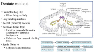 Dentate nucleus
• Crumpled bag like
• Hilum facing medially
• Largest deep nucleus
• Recent (modern) nucleus
• Receives fibres from
• Ipsilateral neocerebellar cortex
(lateral part of cerebellar
hemisphere)
• Collaterals from mossy & climbing
fibres
• Sends fibres to
• Red nucleus and thalamus
 