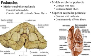 Peduncles
• Inferior cerebellar peduncle
• Connect with medulla
• Contain both afferent and efferent fibers
• Middle cerebellar peduncle
• Connect with pons
• Contain afferent fibers
• Superior cerebellar peduncle
• Connect with midbrain
• Contain mostly efferent fibers
 