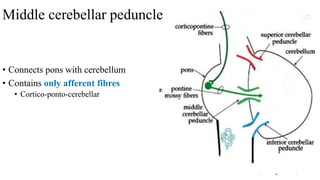 • Connects pons with cerebellum
• Contains only afferent fibres
• Cortico-ponto-cerebellar
Middle cerebellar peduncle
 