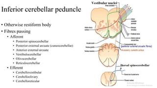 Inferior cerebellar peduncle
• Otherwise restiform body
• Fibres passing
• Afferent
• Posterior spinocerebellar
• Posterior external arcuate (cuneocerebellar)
• Anterior external arcuate
• Vestibulocerebellar
• Olivocerebellar
• Reticulocerebellar
• Efferent
• Cerebellovestibular
• Cerebelloolivary
• Cerebelloreticular
 