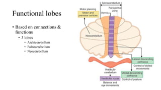 Functional lobes
• Based on connections &
functions
• 3 lobes
• Archicerebellum
• Paleocerebellum
• Neocerebellum
 