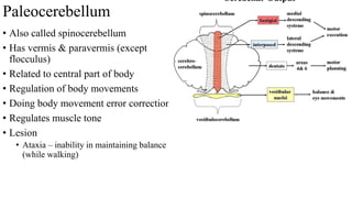 Paleocerebellum
• Also called spinocerebellum
• Has vermis & paravermis (except
flocculus)
• Related to central part of body
• Regulation of body movements
• Doing body movement error correction
• Regulates muscle tone
• Lesion
• Ataxia – inability in maintaining balance
(while walking)
 