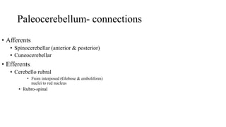 Paleocerebellum- connections
• Afferents
• Spinocerebellar (anterior & posterior)
• Cuneocerebellar
• Efferents
• Cerebello rubral
• From interposed (Globose & emboliform)
nuclei to red nucleus
• Rubro-spinal
 