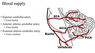 Blood supply
• Superior cerebellar artery
• From basilar
• Anterior inferior cerebellar artery
• From basilar
• Posterior inferior cerebellar artery
• From vertebral
 