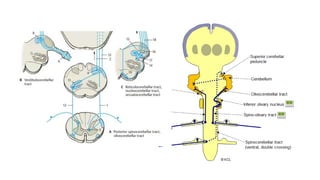 cerebellum.pptx