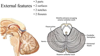 External features
• 3 parts
• 2 surfaces
• 2 notches
• 2 fissures
 