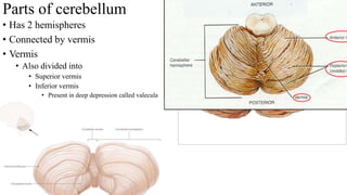 Parts of cerebellum
• Has 2 hemispheres
• Connected by vermis
• Vermis
• Also divided into
• Superior vermis
• Inferior vermis
• Present in deep depression called valecula
 