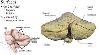 • Has 2 surfaces
• Superior
• Inferior
• Separated by
• Horizontal fissure
Surfaces
 