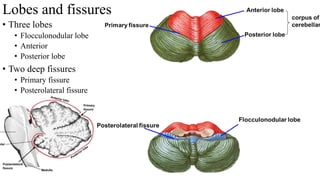 Lobes and fissures
• Three lobes
• Flocculonodular lobe
• Anterior
• Posterior lobe
• Two deep fissures
• Primary fissure
• Posterolateral fissure
 