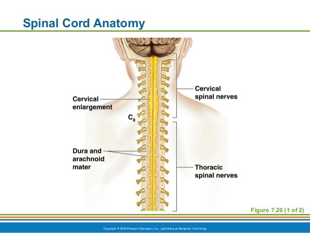 Ch7dppt spinal cord 1