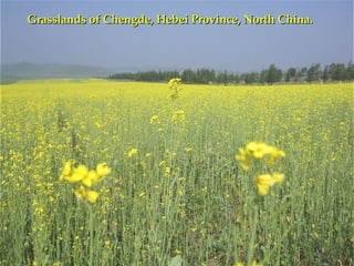 Grasslands of Chengde, Hebei Province, North China.   