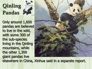 Qinling Pandas Only around 1,600  pandas are believed  to live in the wild,  with some 300 of  the sub-species  living in the Qinling  mountains, while  the other 1,300  giant pandas live  elsewhere in China, Xinhua said in a separate report.   