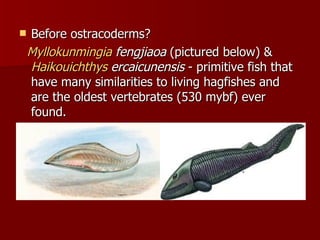 Before ostracoderms?  Myllokunmingia   fengjiaoa  (pictured below) &  Haikouichthys   ercaicunensis   - primitive fish that have many similarities to living hagfishes and are the oldest vertebrates (530 mybf) ever found.  