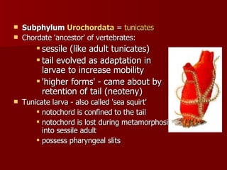 Subphylum  Urochordata  =  tunicates   Chordate 'ancestor' of vertebrates:  sessile (like adult tunicates)  tail evolved as adaptation in larvae to increase mobility  'higher forms' - came about by retention of tail (neoteny)  Tunicate larva - also called 'sea squirt'  notochord is confined to the tail  notochord is lost during metamorphosis into sessile adult  possess pharyngeal slits  