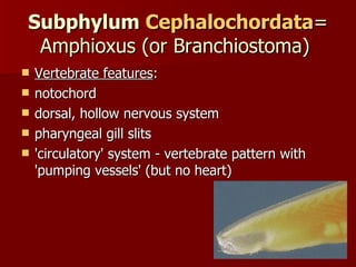 Subphylum  Cephalochordata = Amphioxus (or Branchiostoma)  Vertebrate features :  notochord  dorsal, hollow nervous system  pharyngeal gill slits  'circulatory' system - vertebrate pattern with 'pumping vessels' (but no heart)  