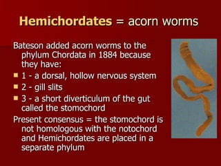 Hemichordates  = acorn worms  Bateson added acorn worms to the phylum Chordata in 1884 because they have:  1 - a dorsal, hollow nervous system  2 - gill slits  3 - a short diverticulum of the gut called the stomochord Present consensus = the stomochord is not homologous with the notochord and Hemichordates are placed in a separate phylum  