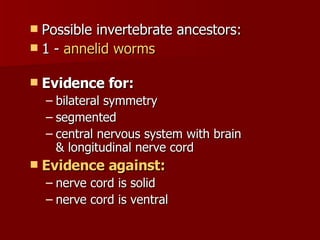 Possible invertebrate ancestors:  1 -  annelid worms      Evidence for: bilateral symmetry  segmented  central nervous system with brain  & longitudinal nerve cord Evidence against: nerve cord is solid  nerve cord is ventral  