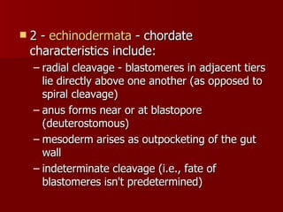 2 -  echinodermata  - chordate characteristics include: radial cleavage - blastomeres in adjacent tiers lie directly above one another (as opposed to spiral cleavage)  anus forms near or at blastopore (deuterostomous)  mesoderm arises as outpocketing of the gut wall  indeterminate cleavage (i.e., fate of blastomeres isn't predetermined)  