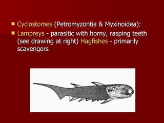 Cyclostomes  (Petromyzontia & Myxinoidea):  Lampreys  - parasitic with horny, rasping teeth (see drawing at right)  Hagfishes  - primarily scavengers 