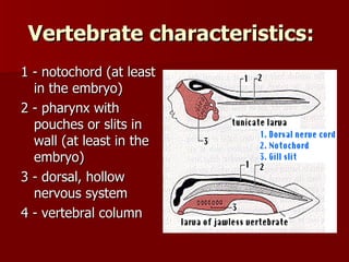 Vertebrate characteristics:   1 - notochord (at least in the embryo)  2 - pharynx with pouches or slits in wall (at least in the embryo)  3 - dorsal, hollow nervous system  4 - vertebral column 