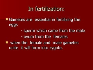 In fertilization: Gametes are  essential in fertilizing the  eggs - sperm which came from the male - ovum from the  females when the  female and  male gametes  unite  it will form into zygote. 