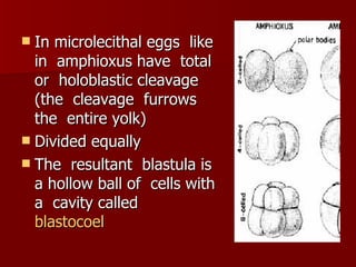 In microlecithal eggs  like in  amphioxus have  total or  holoblastic cleavage (the  cleavage  furrows the  entire yolk) Divided equally The  resultant  blastula is a hollow ball of  cells with a  cavity called  blastocoel 