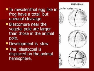 In mesolecithal egg like in  frog have a total  but  unequal cleavage Blastomere near the  vegetal pole are larger than those in the animal pole. Development is  slow The  blastocoel is displaced on the animal hemisphere. 