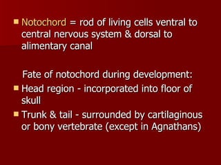 Notochord  = rod of living cells ventral to central nervous system & dorsal to alimentary canal  Fate of notochord during development:  Head region - incorporated into floor of skull  Trunk & tail - surrounded by cartilaginous or bony vertebrate (except in Agnathans)  