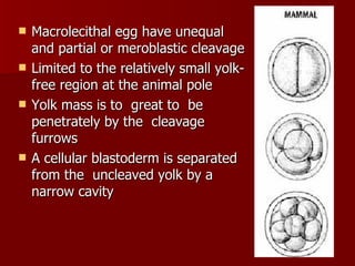 Macrolecithal egg have unequal and partial or meroblastic cleavage Limited to the relatively small yolk-free region at the animal pole Yolk mass is to  great to  be  penetrately by the  cleavage  furrows A cellular blastoderm is separated from the  uncleaved yolk by a  narrow cavity 