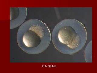 Fish  blastula 