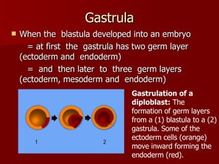 Gastrula When the  blastula developed into an embryo = at first  the  gastrula has two germ layer (ectoderm and  endoderm) =  and  then later  to  three  germ layers (ectoderm, mesoderm and  endoderm) Gastrulation of a diploblast:  The formation of germ layers from a (1) blastula to a (2) gastrula. Some of the ectoderm cells (orange) move inward forming the endoderm (red).  