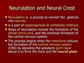 Neurulation and Neural Crest Neurulation  is  a process to convert the  gastrula into  neurula . is a part of  organogenesis  in  vertebrate   embryos   Steps of neurulation include the formation of the  dorsal nerve cord , and the eventual formation of the central nervous system.  The process begins when the  notochord  induces the formation of the  central nervous system  (CNS) by signaling the ectoderm  germ layer  above it to form the thick and flat  neural plate   